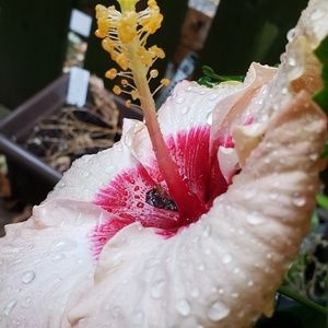 Meet your Posher, Jenny